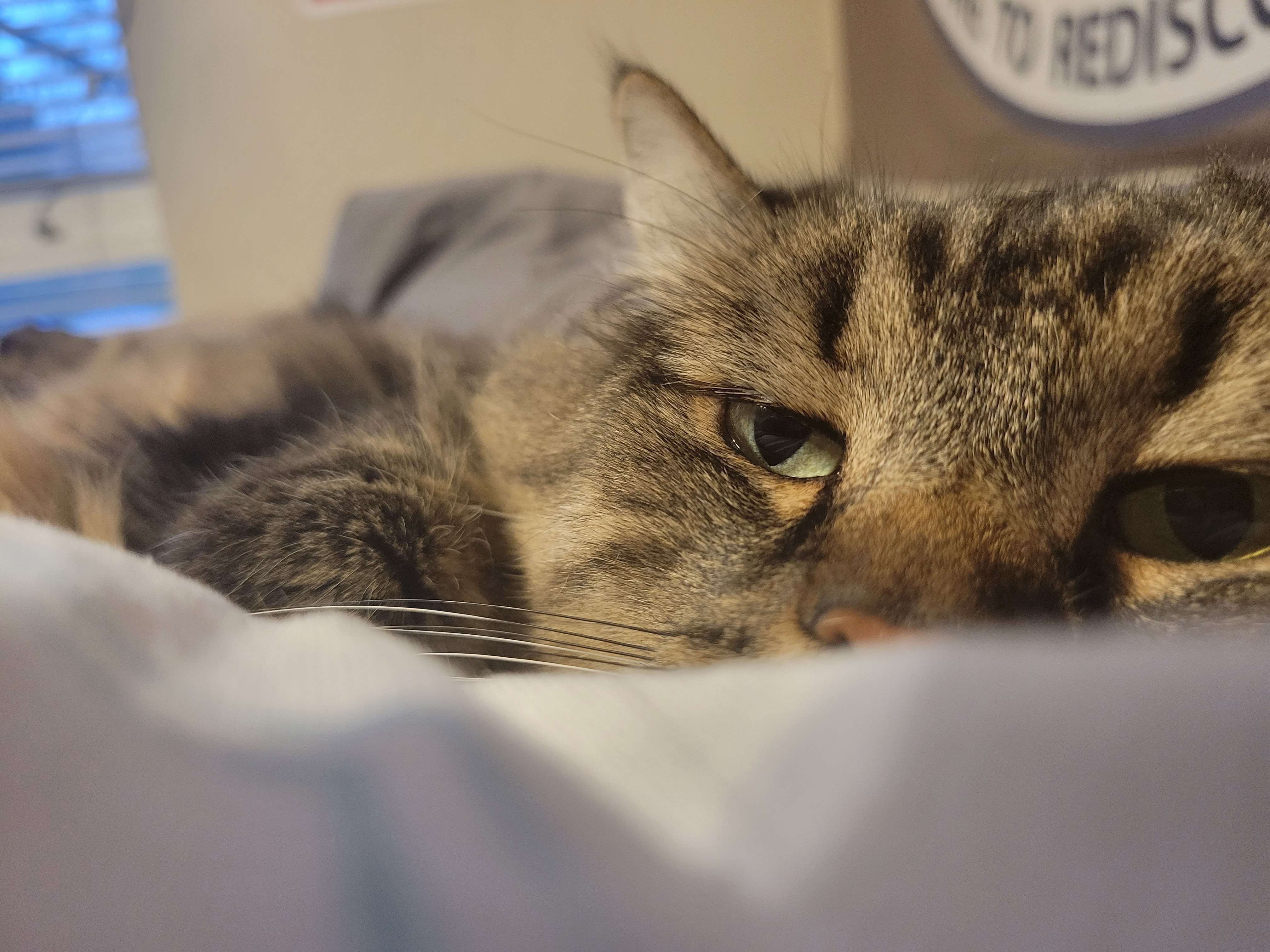 image of one of my cats, the menace