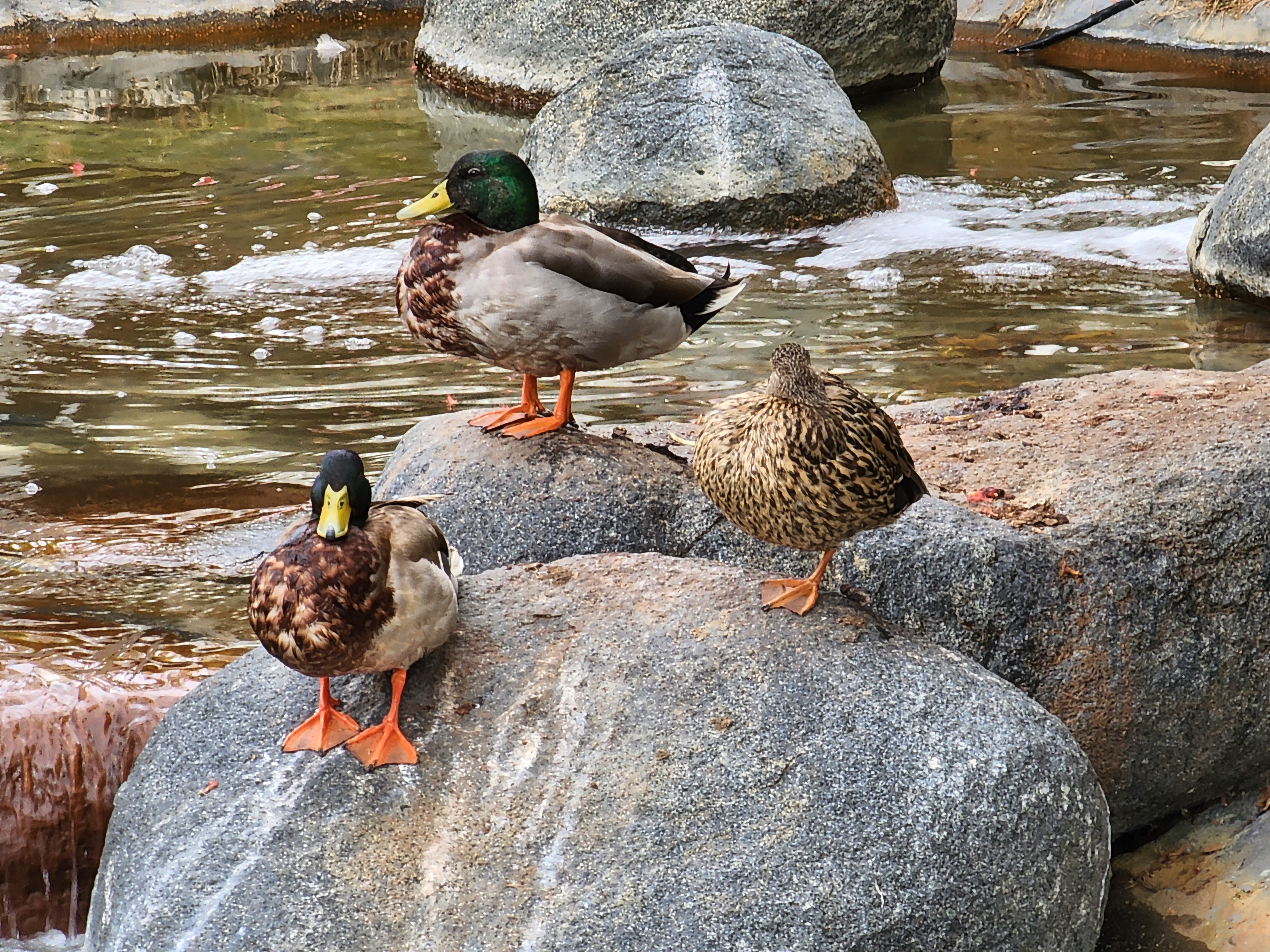 Ducks