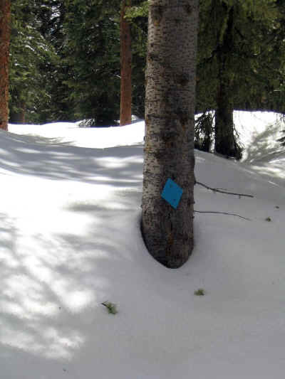 bluediamond.jpg (87401 bytes)