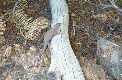 BlackCanyonNR6-15-02 313.jpg (131069 bytes)