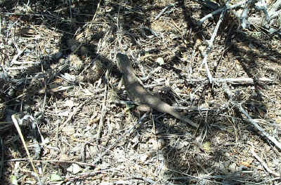 BlackCanyonNR6-15-02 422.jpg (163836 bytes)
