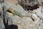 SanJuanRiver4-14-04CamB 191.jpg (200617 bytes)