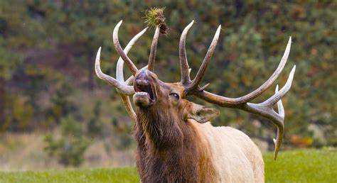Elk Bugle DUring Rut